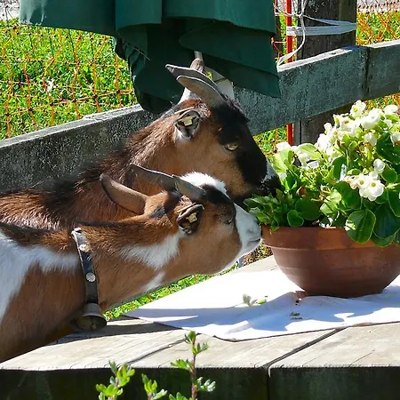 Christernhof Séjour à la ferme Maria Alm