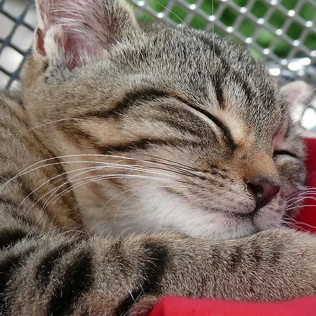 팜스테이 Christernhof 마리아알름암스타이너르넨미어