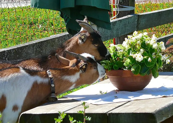 Christernhof Alloggio per agriturismo Maria Alm am Steinernen Meer