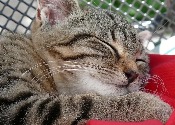 Alloggio per agriturismo Christernhof Maria Alm am Steinernen Meer