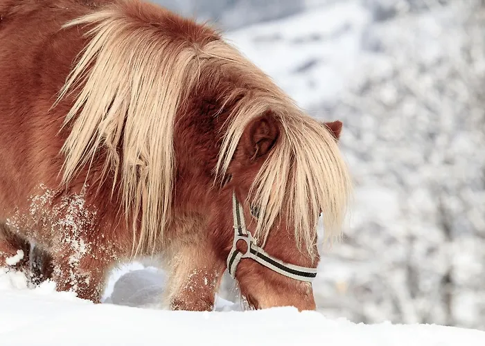 Christernhof Maria Alm am Steinernen Meer