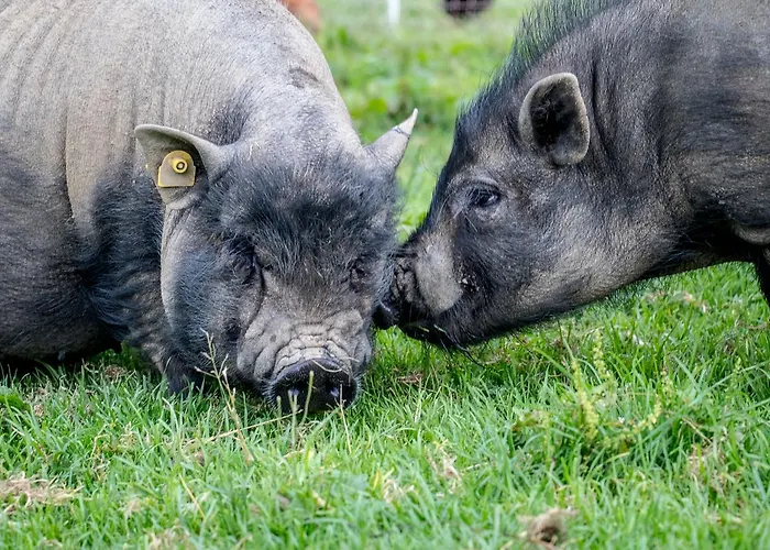 Christernhof Maria Alm am Steinernen Meer